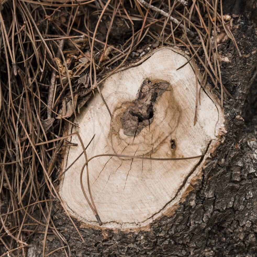 Tocon de arbol viejo degradado comprimida